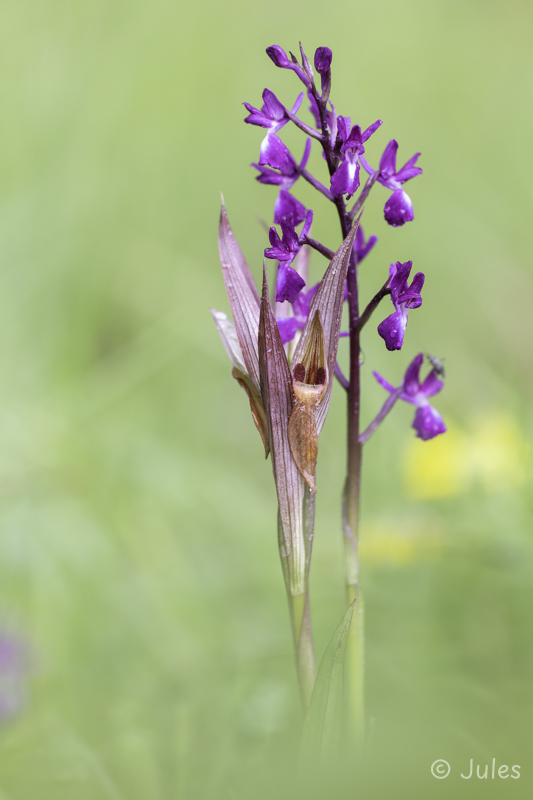 Serapias vormeracea & Anacamptis laxiflora (CR_Istrien)