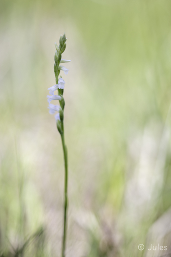 Spiranthes aestivalis (AT_Salzburg)