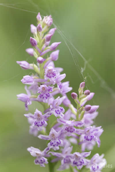 x Dactylodenia regeliana (AT_Steiermark)
