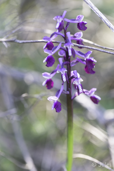 Anacamptis longicornu (IT_Sardinien)