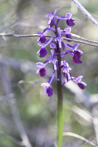 Anacamptis longicornu (IT_Sardinien)