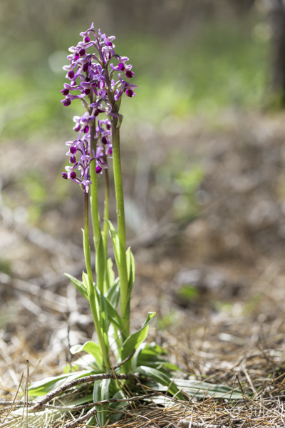 Anacamptis longicornu (IT_Sizilien)