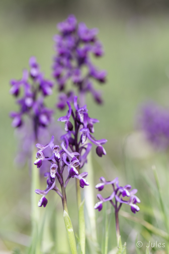 Anacamptis longicornu (IT_Sizilien)