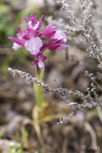 Anacamptis papilionacea (IT_Sardinien)