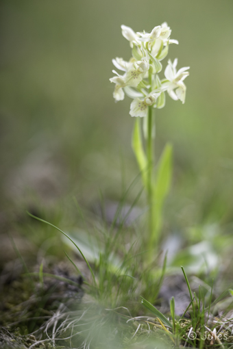 Dactylorhiza sambucina (AT_Kärnten)