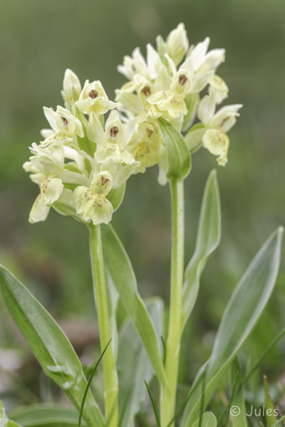 Dactylorhiza sambucina (AT_Nö)