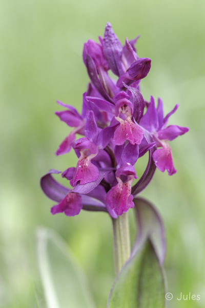 Dactylorhiza sambucina (AT_Nö)