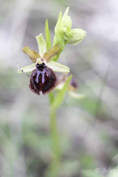 Ophrys garganica (IT_Apulien)