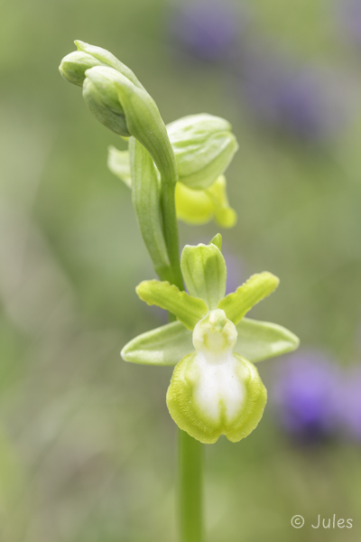 Ophrys garganica (IT_Apulien)