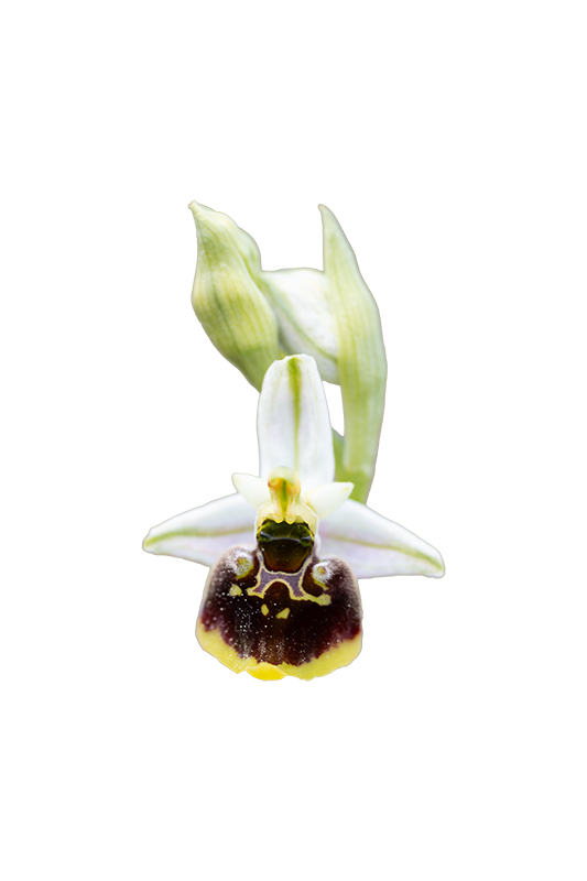 Ophrys holoserica Blüte