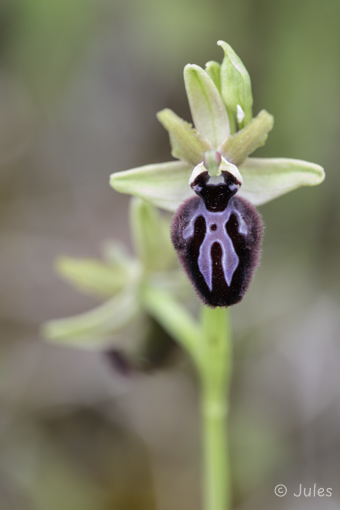 Ophrys incubacea (IT_Sardinien)