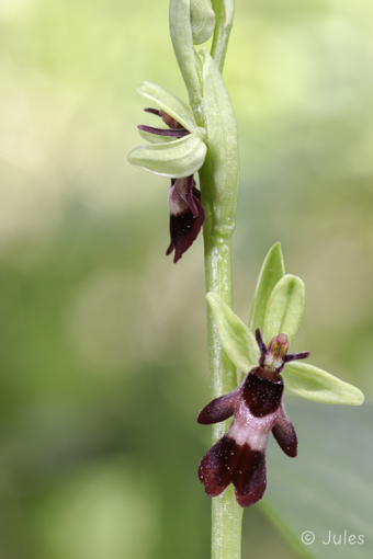 Ophrys insectifera (AT_Nö)