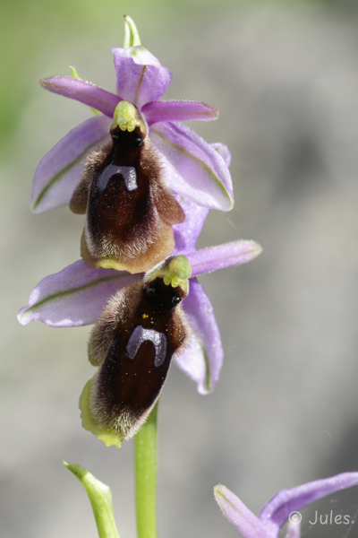 Ophrys lunulata (IT_Sizilien)