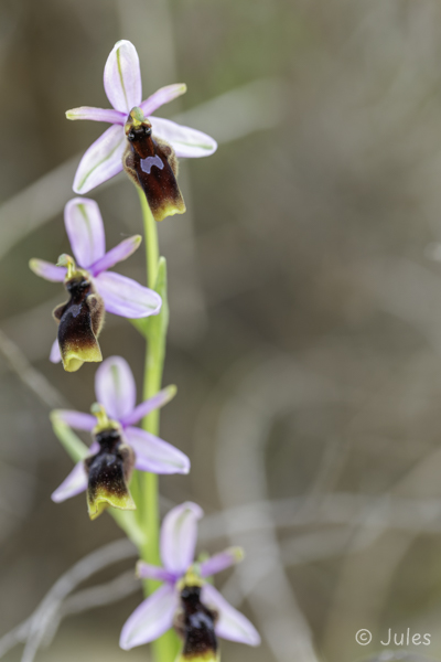 Ophrys lunulata (IT_Sizilien)