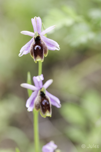 Ophrys lunulata (IT_Sizilien)