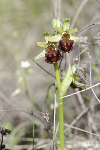 Ophrys sphegodes (AT_Nö)