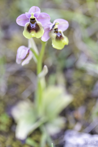 Ophrys tenthredinifera ssp grandiflora (IT_Sizilien)