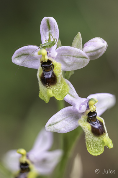 Ophrys tenthredinifera ssp neglecta (GR_Epirus)