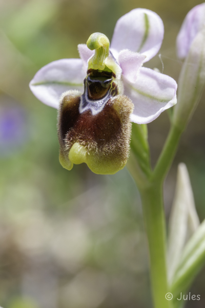 Ophrys tenthredinifera ssp neglecta (IT_Sardinien)