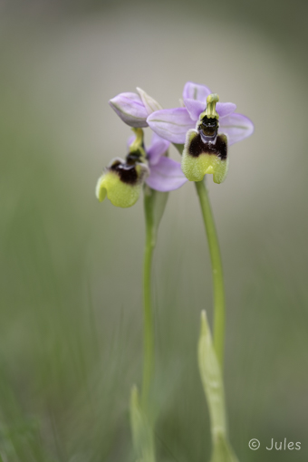 Ophrys tenthredinifera ssp neglecta (IT_Sardinien)