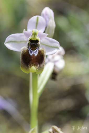 Ophrys tenthredinifera ssp neglecta (IT_Sardinien)