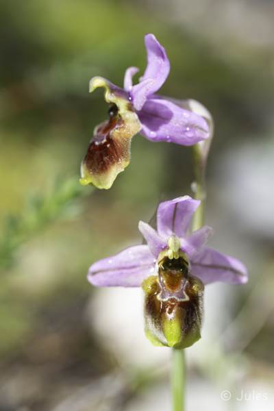 Ophrys tenthredinifera ssp villosa (GR_Rhodos)