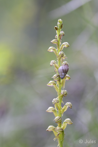 Orchis antroprophora (FR_Drôme)