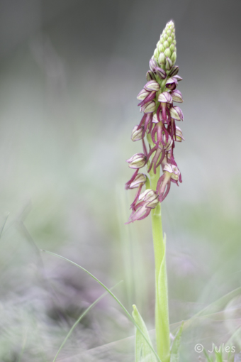 Orchis antroprophora (IT_Apulien)