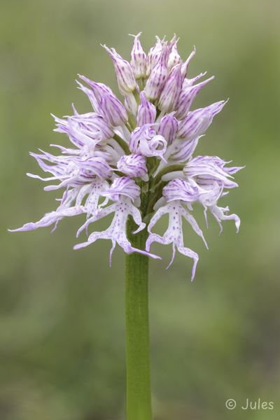 Orchis italica (GR_Epirus)