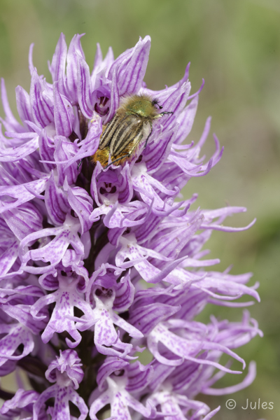 Orchis italica (GR_Peloponnes)