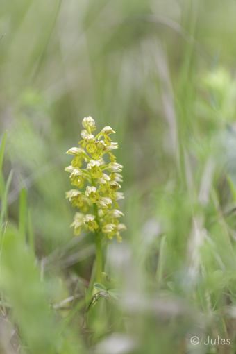 Orchis punctulata (UA_Krim)