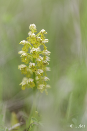 Orchis punctulata (UA_Krim)