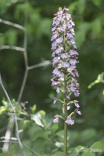 Orchis purpurea (UA_Krim)