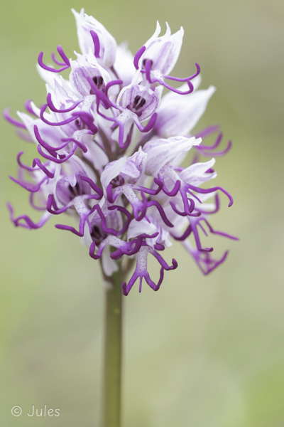 Orchis simia (CR_Istrien)
