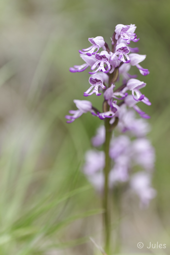 Orchis simia (FR_Drôme)