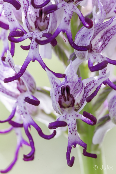 Orchis simia (GR_Peloponnes)