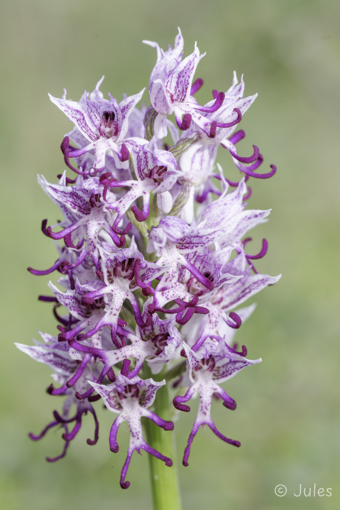 Orchis simia (GR_Peloponnes)