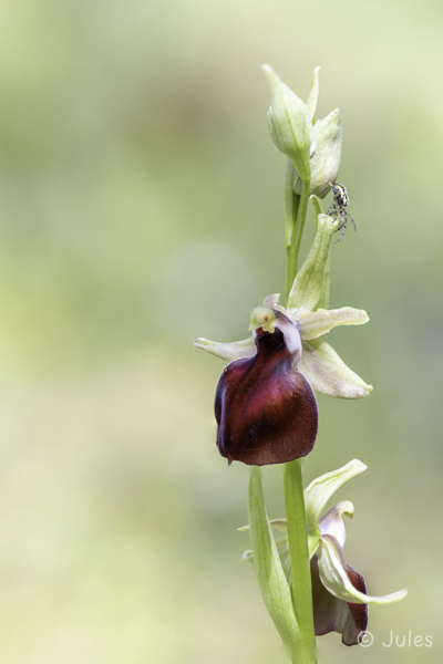Ophrys helenae (GR_Epirus)