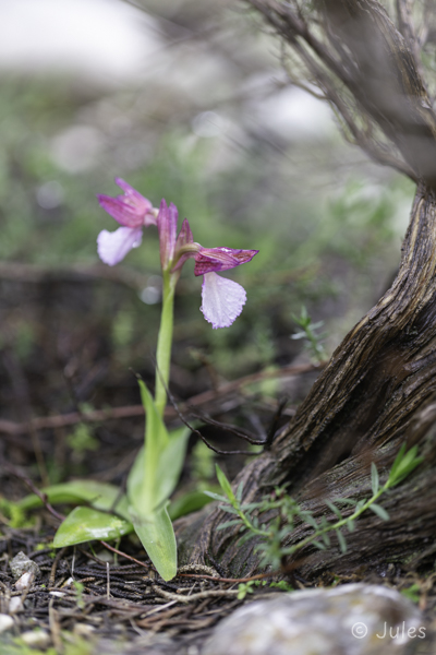 Anacamptis papilionacea (GR_Rhodos)
