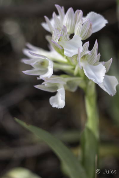 Anacamptis papilionacea (GR_Rhodos)
