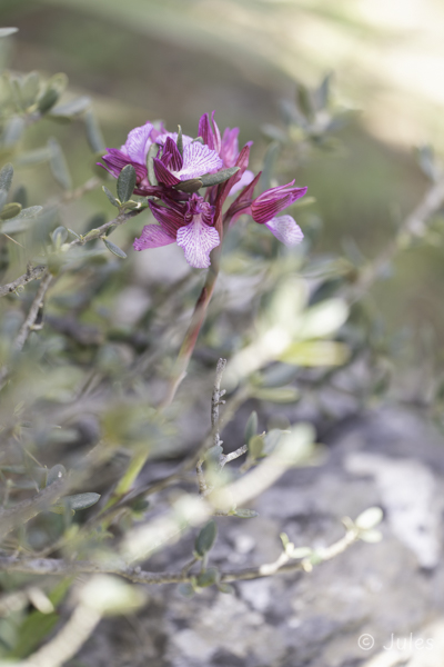 Anacamptis papilionacea ssp. alibertis (GR_Kreta)