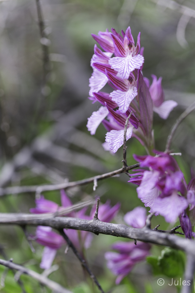 Anacamptis papilionacea ssp. expansa (IT_Sardinien)