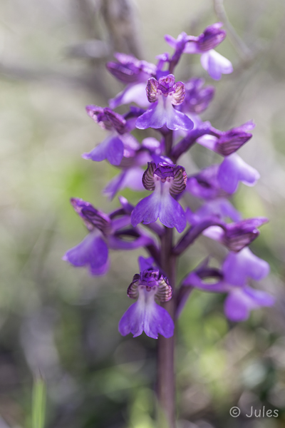 Anacamptis morio subsp. syriaca (Cy)