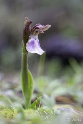 GR_Rhodos-Anacamptis collina