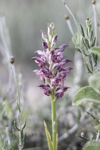 GR_Rhodos-Anacamptis fragrans
