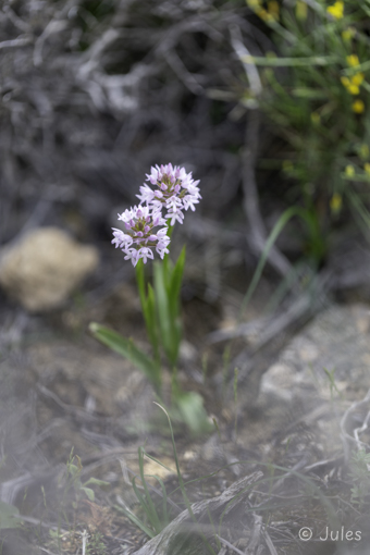 GR_Rhodos-Anacamptis pyramidalis