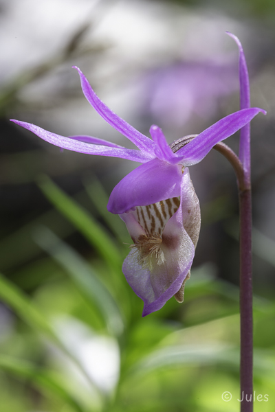 Calypso bulbosa (SE_Västernorrlands)
