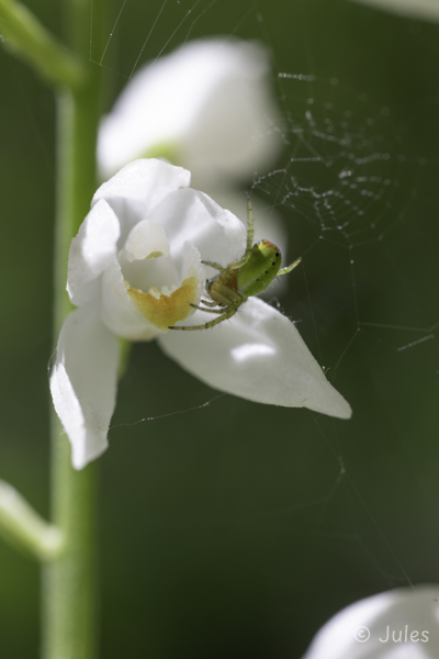 Cephalanthera longifolia (AT_NÖ)