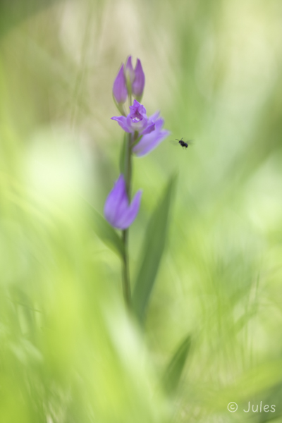 Cephalanthera rubra (AT_Steiermark)