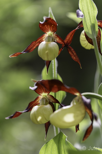 Cypripedium calceolus (AT_Steiermark)